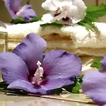 جيرا الفندقية غيرا